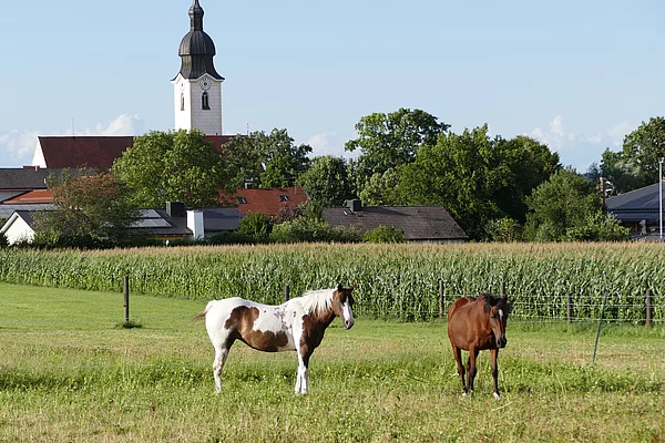 Pferde auf Koppel