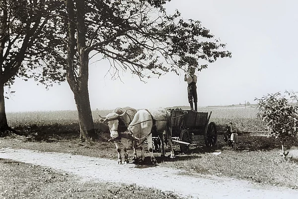 Das Foto zeigt Kinder auf einem Feld bei Alteiselfing.