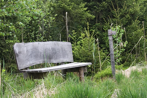 Naturschutzgebiet Murner Filz_3 Eine Sitzbank im Naturschutzgebiet Murner Filz