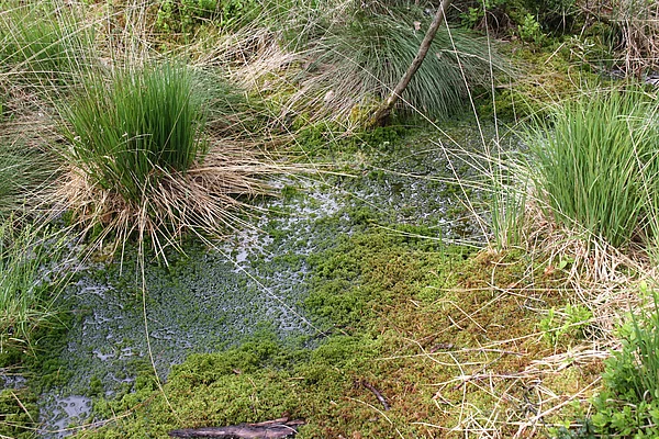 Naturschutzgebiet Murner Filz_1 Gewässer im Naturschutzgebiet Murner Filz